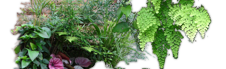 MUR-VEGETAL.EU traite des différentes questions autour du mur végétal aussi bien pour les murs végétaux en intérieur qu'en extérieur