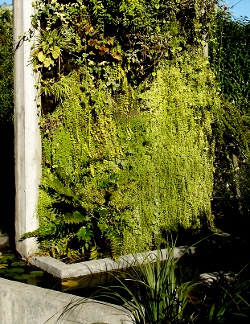 mur végétal en béton à l'extérieur avec un bassin en son pied