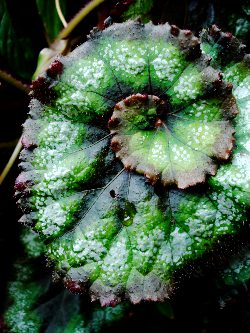 Parmi les plantes s'adaptant sur un mur vgtal en intrieur, on trouvera toute la famille de bgonias