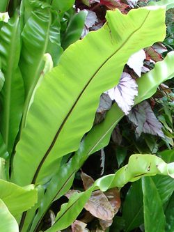 Les plantes pouvant pousser sur un mur vgtal en intrieur  l'ombre sont princpalement les fougres.