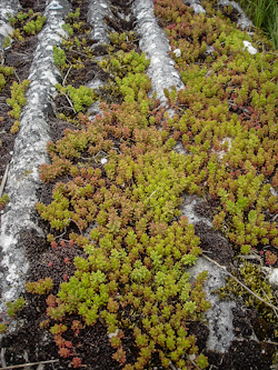 toiture vgtale naturelle o les sedums se sont install de faon naturelle